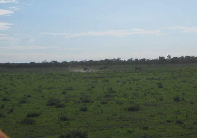 Etosha 368.jpg